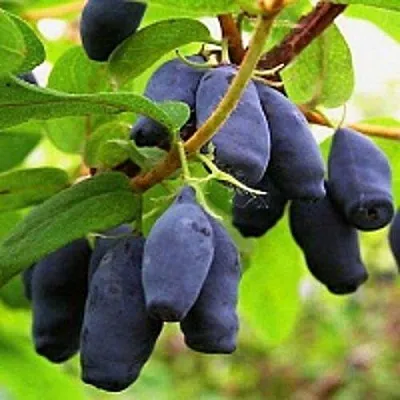 Жимолость съедобная МОСКОВСКАЯ  Жимолость съедобная МОСКОВСКАЯ в Истре