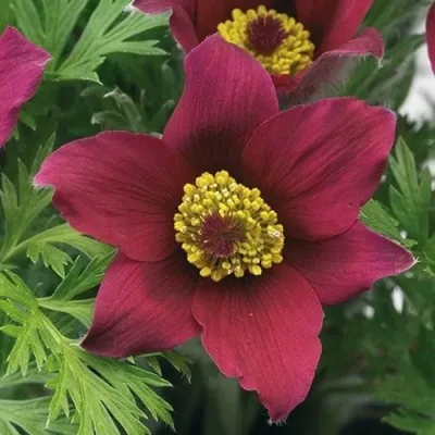 Прострел ПИНВИЛ РЕД ШЕЙДЕС в Истре