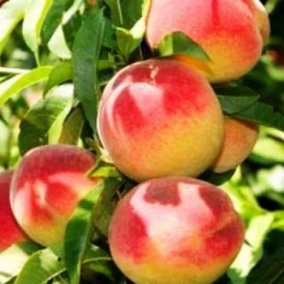 Персик НОВОСЕЛКОВСКИЙ — описание сорта Персик НОВОСЕЛКОВСКИЙ в Истре