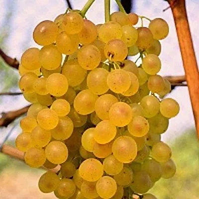 Виноград КИШМИШ КОКТЕЙЛЬ  Виноград КИШМИШ КОКТЕЙЛЬ в Истре