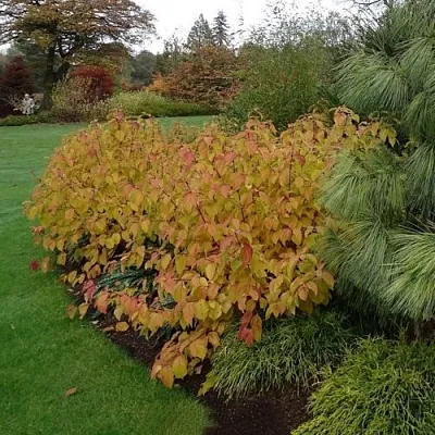 Дерен  АННА ВИНТЕР ОРАНЖ кроваво-красный   в Истре