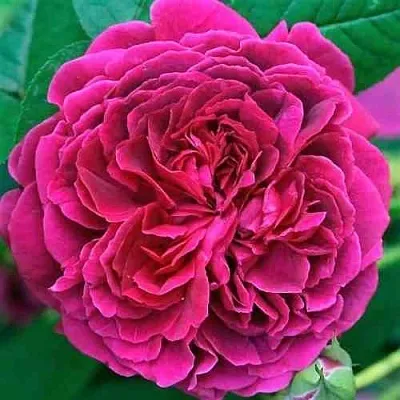 Саженцы роз ВИЛЬЯМ ШЕКСПИР английская  Саженцы роз ВИЛЬЯМ ШЕКСПИР английская в Истре