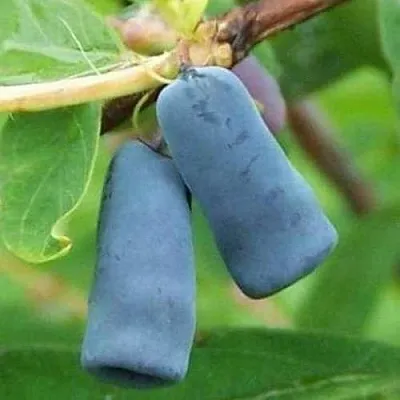 Жимолость съедобная ЗИНРИ  Жимолость съедобная ЗИНРИ в Истре