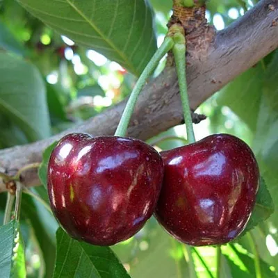 Черешня СЮБАРОВСКАЯ  Черешня СЮБАРОВСКАЯ в Истре