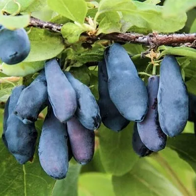 Жимолость съедобная СИБИРЯЧКА  Жимолость съедобная СИБИРЯЧКА в Истре