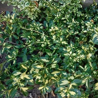 Бересклет САНСПОТ форчуна  Бересклет САНСПОТ форчуна в Истре