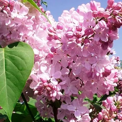 Сирень АДЕЛИНА  Сирень АДЕЛИНА в Истре