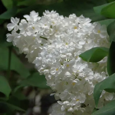 Сирень РУССКИЙ СЕВЕР  Сирень РУССКИЙ СЕВЕР в Истре