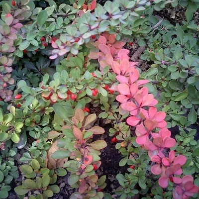 Барбарис ГРИН КАРПЕТ тунберга  Барбарис ГРИН КАРПЕТ тунберга в Истре