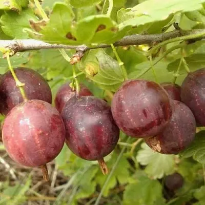 Крыжовник СМЕНА  Крыжовник СМЕНА в Истре