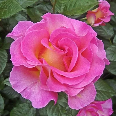 Саженцы роз ПИНК ПАРАДАЙЗ чайно-гибридная  Саженцы роз ПИНК ПАРАДАЙЗ чайно-гибридная в Истре