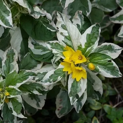 Вербейник АЛЕКСАНДР точечный в Истре