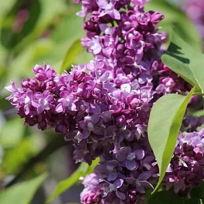 Сирень ИЗОБИЛИЕ  Сирень ИЗОБИЛИЕ в Истре