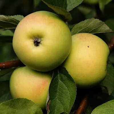 Яблоня ДАНИЛА в Истре