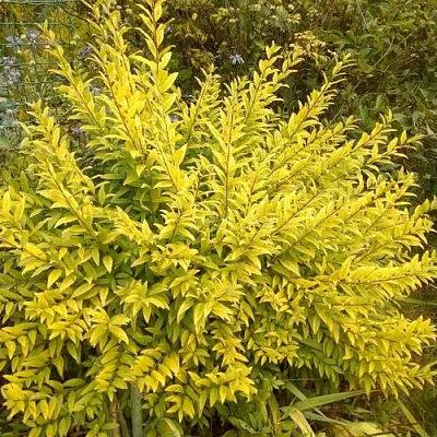 Бирючина АУРЕА обыкновенная в Истре