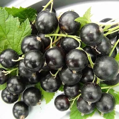 Смородина черная ТИТАНИЯ  Смородина черная ТИТАНИЯ в Истре