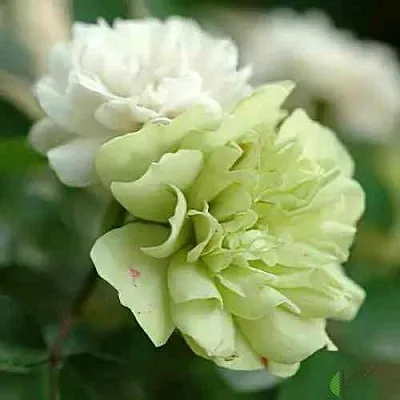 Саженцы роз ГРИН АЙС миниатюрная  Саженцы роз ГРИН АЙС миниатюрная в Истре