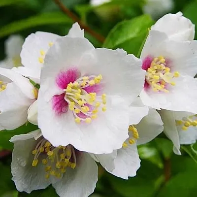 Жасмин БЕЛЬ ЭТУАЛЬ  Жасмин БЕЛЬ ЭТУАЛЬ в Истре