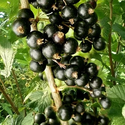 Смородина черная БЕН ТИРЕН в Истре