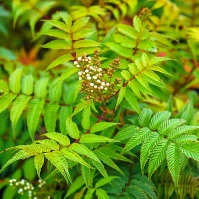 Рябинник в Истре