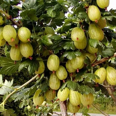 Крыжовник ИНВИКТА  Крыжовник ИНВИКТА в Истре