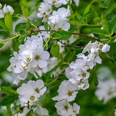 Экзохорда в Истре