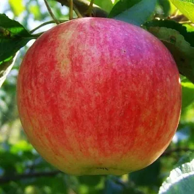 Яблоня ШТРИФЕЛЬ  Яблоня Штрифель (Штрейфлинг или Осеннее полосатое) в Истре