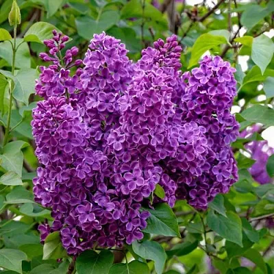 Сирень СУМЕРКИ  Сирень СУМЕРКИ в Истре