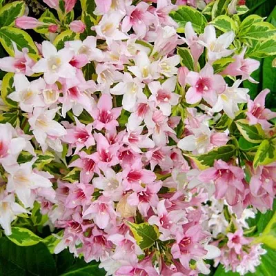 Вейгела САННИ ПРИНЦЕСС  Вейгела САННИ ПРИНЦЕСС в Истре