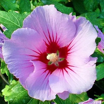 Гибискус ПИНК ФЛИРТ сирийский  Гибискус ПИНК ФЛИРТ сирийский в Истре