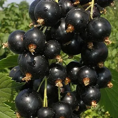 Смородина черная ИСКУШЕНИЕ  Смородина черная ИСКУШЕНИЕ в Истре