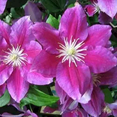 Клематис ХАНИЯ  Клематис ХАНИЯ в Истре