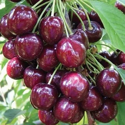 Черешня СЭМ колонновидная в Истре