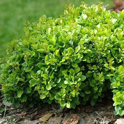 Барбарис КОБОЛЬД тунберга  Барбарис КОБОЛЬД тунберга в Истре