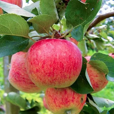 Яблоня ПИРОС  Яблоня ПИРОС в Истре