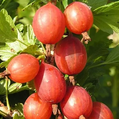 Крыжовник МАШЕКА  Крыжовник МАШЕКА в Истре