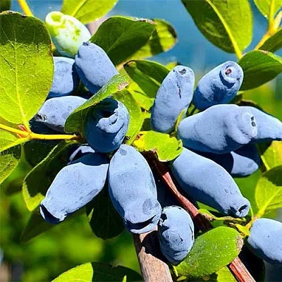 Жимолость съедобная АВРОРА  Жимолость съедобная АВРОРА в Истре