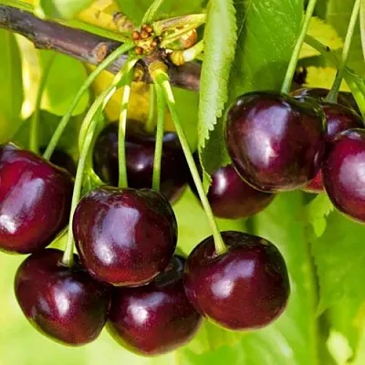 Черешня ИПУТЬ  Черешня ИПУТЬ в Истре