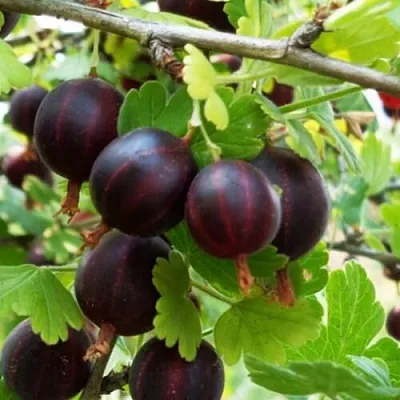 Крыжовник СЕВЕРНЫЙ КАПИТАН  Крыжовник СЕВЕРНЫЙ КАПИТАН в Истре