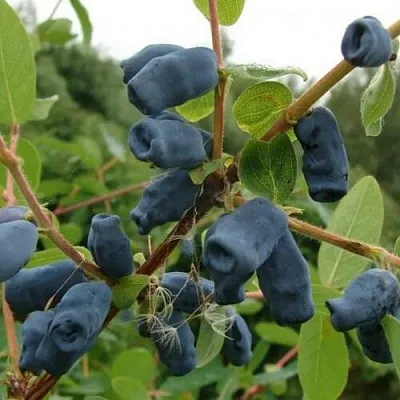 Жимолость съедобная ПУШКИНСКАЯ  Жимолость съедобная ПУШКИНСКАЯ в Истре