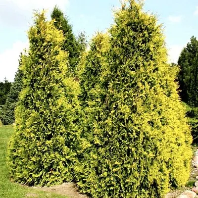 Туя САЛЛАНД западная  Туя САЛЛАНД западная в Истре