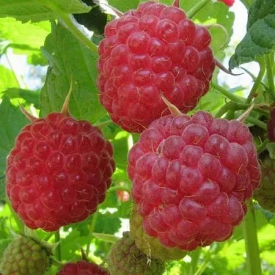 Малина НОВОСТЬ КУЗЬМИНА  в Истре