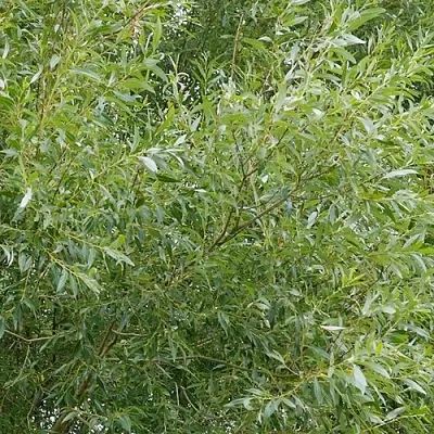 Ива ВИТЕЛЛИНА белая  в Истре