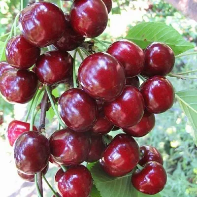 Черешня ОДРИНКА  Черешня ОДРИНКА в Истре
