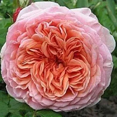 Саженцы роз АБРАХАМ ДЕРБИ английская  Саженцы роз АБРАХАМ ДЕРБИ английская в Истре