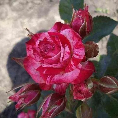 Саженцы роз ФАЙЕР ВОРКС миниатюрная  Саженцы роз ФАЙЕР ВОРКС миниатюрная в Истре