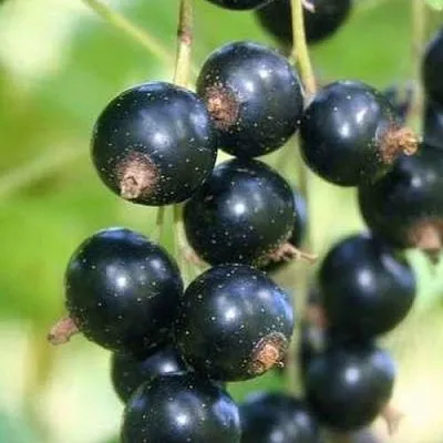 Смородина черная СТРЕЛЕЦ  Смородина черная СТРЕЛЕЦ в Истре