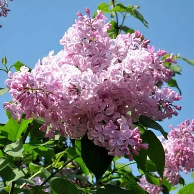 Сирень БУФФОН  Сирень БУФФОН в Истре