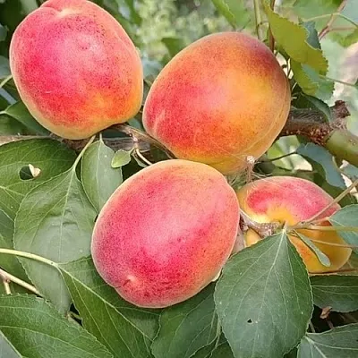 Абрикос ОСОБЕННЫЙ ДЕНИСЮКА в Истре