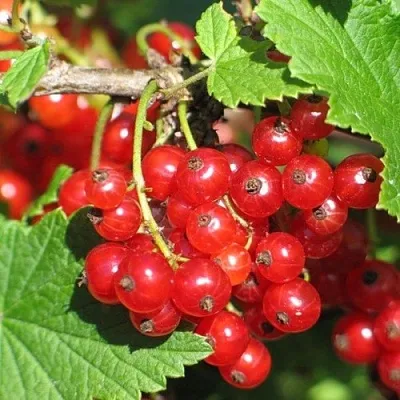 Смородина красная РАЧКОВСКАЯ  Смородина красная РАЧКОВСКАЯ в Истре